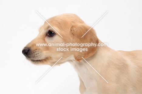 Saluki puppy profile