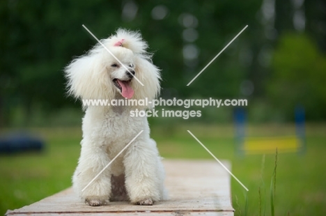 white miniature poodle sitting on a bench