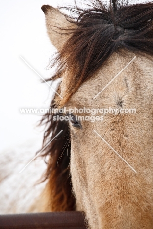 Morgan horse close up