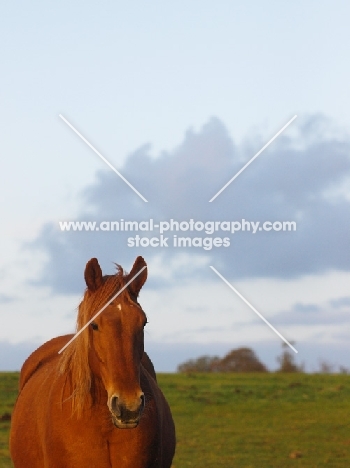 Suffolk Punch