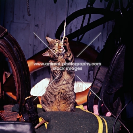 tabby cat in a tack room playing with cord