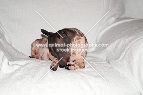 American Hairless Terrier in chair