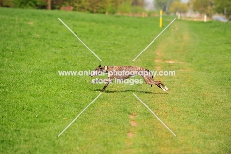 Spanish Galgo (Galgo Espanol) running