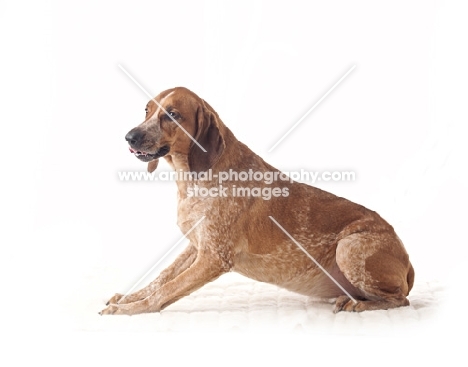 brown dog sitting in studio