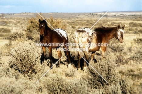 two appaloosa coloured
indian ponies standing in sagebrush, new mexico