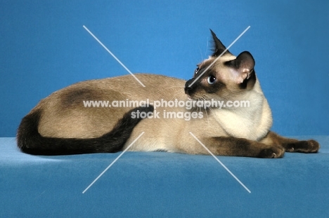 seal point Siamese on blue background