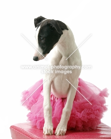 black and white Whippet in tutu