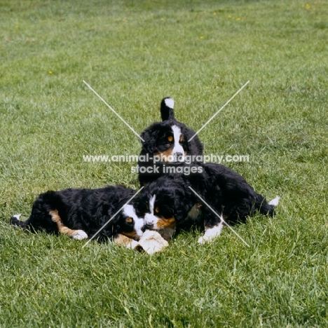 three bernese mountain dog puppies