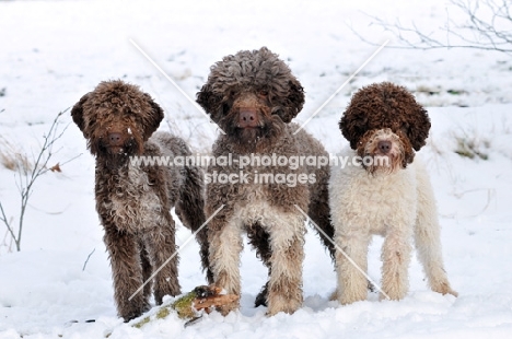 group of three Lagotto Romagnolo dogs