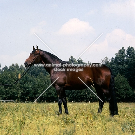 tornado, trakehner stallion