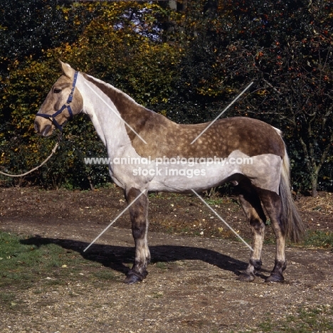 Cob, chaser clip, full body