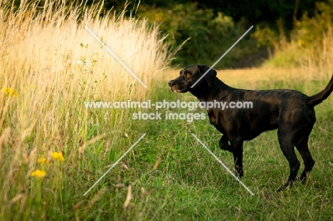 black Labrador Retriever near field