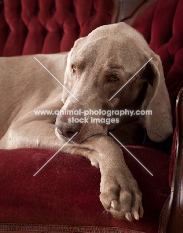 Weimaraner resting