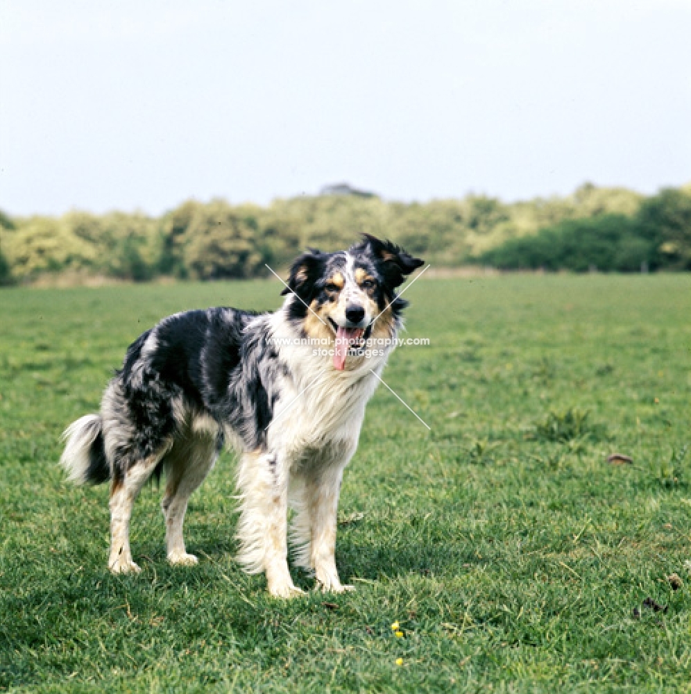 welsh collie standing on grass