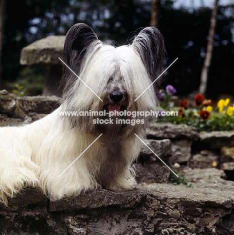  ch marjayn marcus, skye terrier head study, on steps in garden