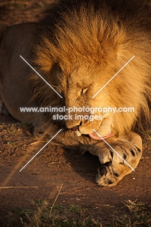 Male Lion grooming himself on an early morning in Masai Mara