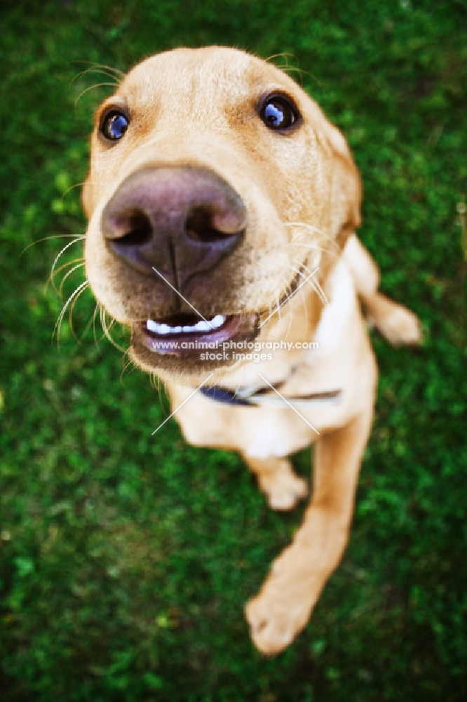 puppy looking at camera