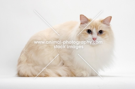 Cream Point Bi-Color Ragdoll cat, crouching
