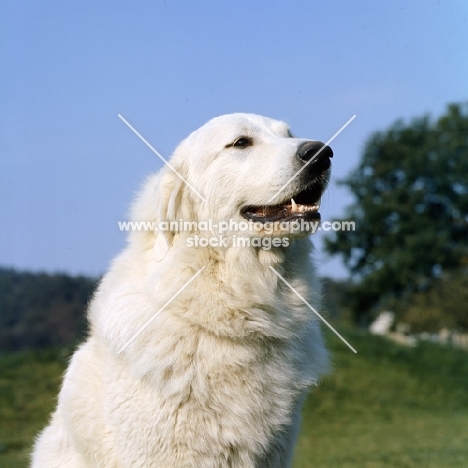 maremma sheepdog head shot