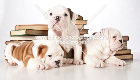three bulldog puppies with books