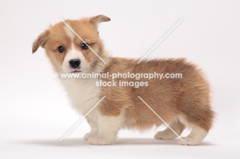 cute Welsh Corgi Pembroke puppy in  studio