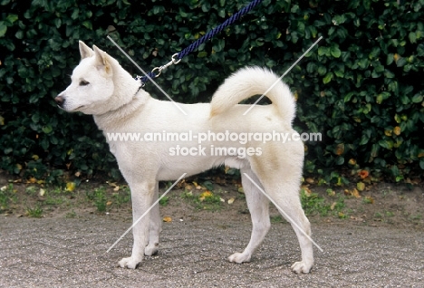 kishu japanese hunting dog