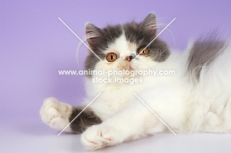 dillute tortie and white persian cat looking at camera