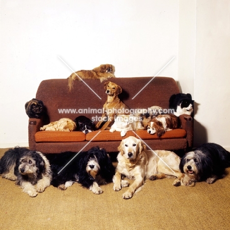 group of nine dogs and three cats on a sofa