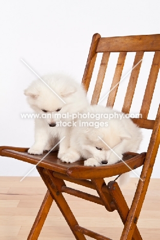 American Eskimo puppies on chair, looking down