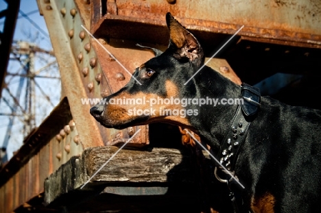 Doberman standing on train bridge