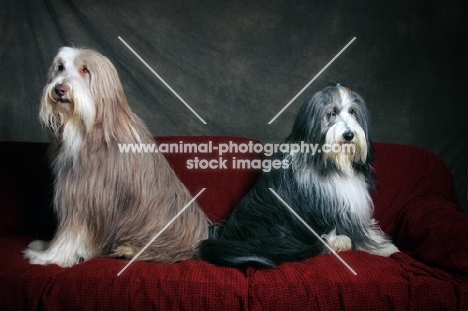 fawn and blue bearded collies sitting on red sofa facing away from each other