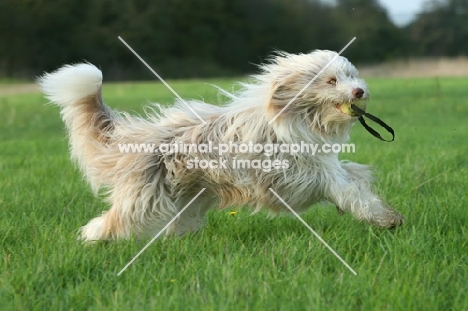 Bearded Collie retrieving