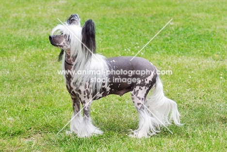 chinese crested hairless on grass