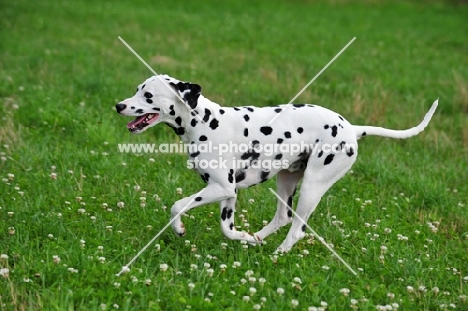 black spotted Dalmatian running