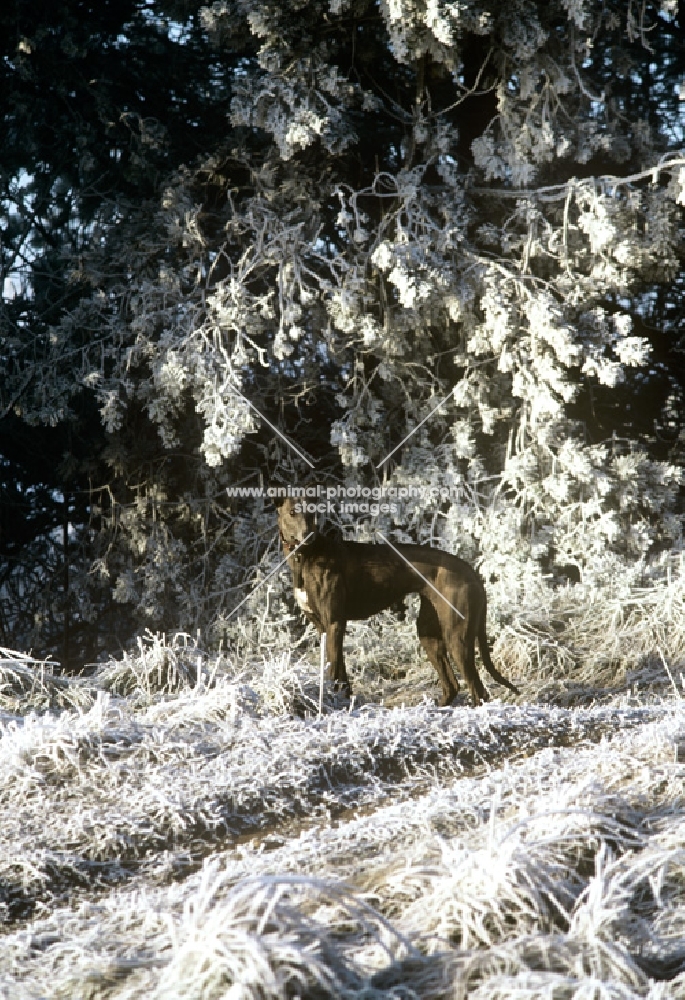 greyhound standing in frosty forest