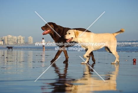 chocolate and cream Labrador Retrievers walking on beach