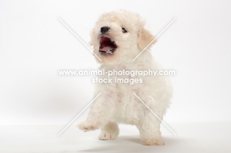 Bicon Frise puppy, barking