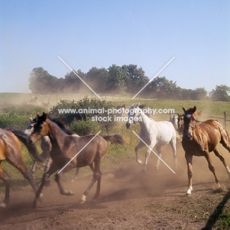 Shagya Arab mares and foals running