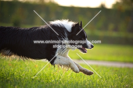 black and white border collie running free in a park