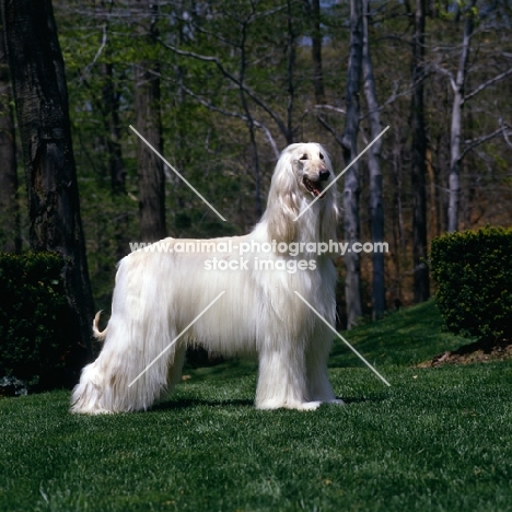 afghan hound from grandeur kennnels, usa standing on grass 