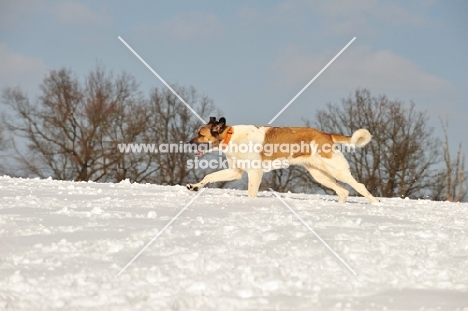 Transmontano Mastiff running