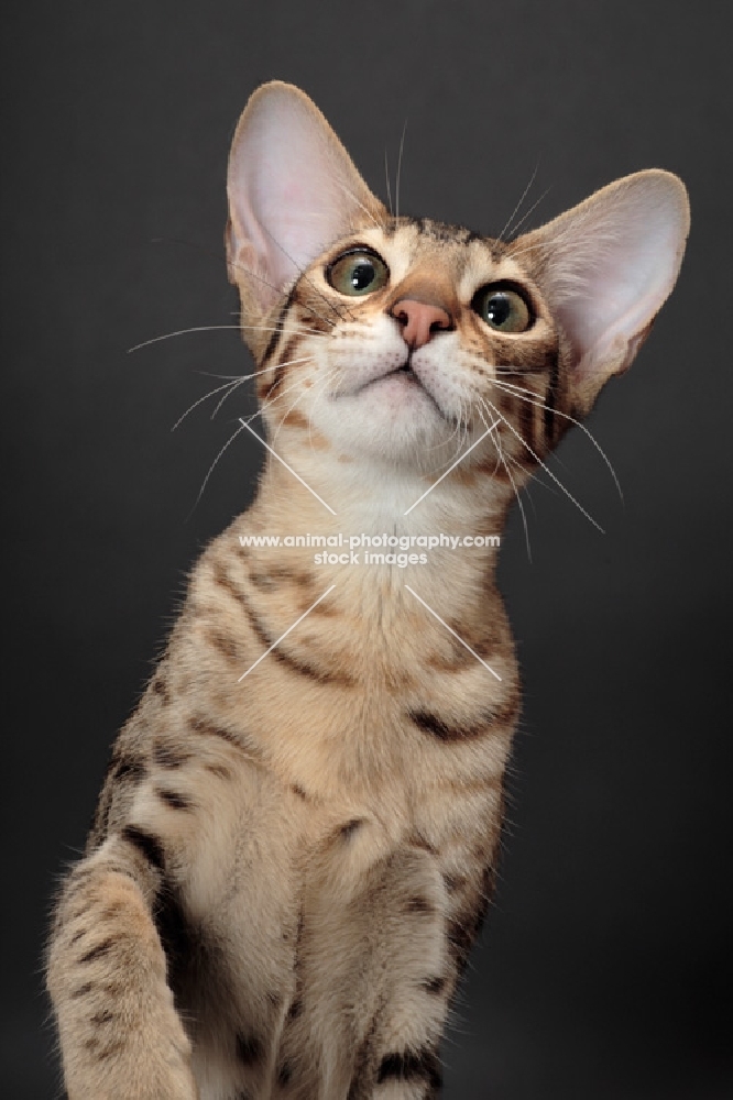 Serengeti cat looking up, brown spotted tabby colour