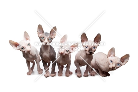 five 10 week old Sphynx kitten