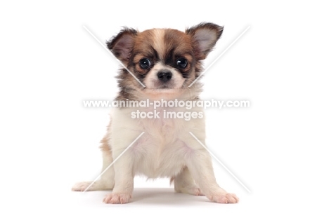 cute longhaired Chihuahua puppy, front view on white background