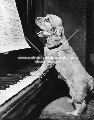 Cocker Spaniel puppy playing piano