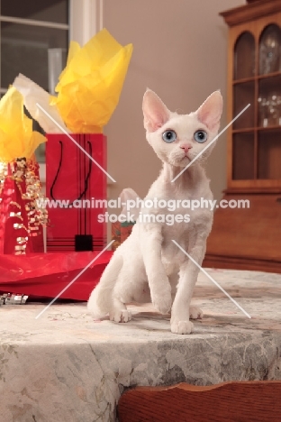 white Devon Rex on table with gifts