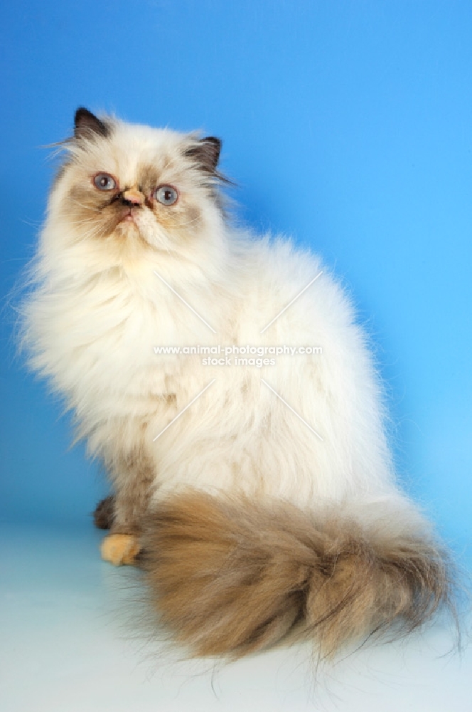 seal tortie colourpoint colourpoint cat, sitting down. (Aka: Persian or Himalayan)