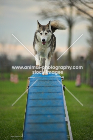 alaskan malamute mix on the dogwalk