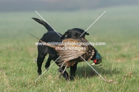 Labrador Retriever retrieving pheasant