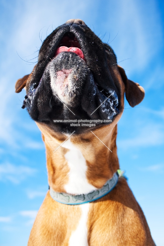 Boxer looking up against blue sky